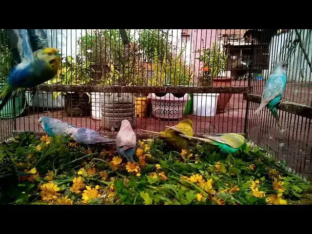 'Video thumbnail for Cuteness Overload The Most Adorable Budgie Sounds! 🥰 #Shorts'
