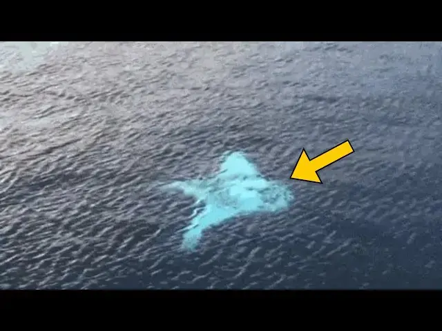 'Video thumbnail for Mysterious Creature Found in the Sea—You Won’t Believe What It Looks Like Up Close!'