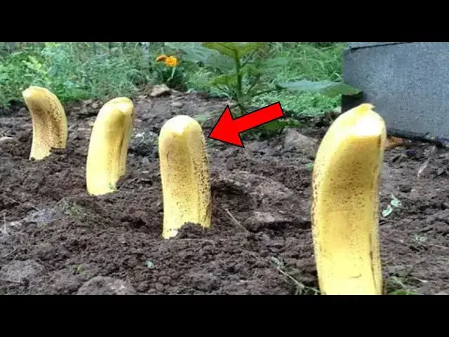 'Video thumbnail for Plant Banana Peels in Your Garden —What Happens Next Will Amaze You!'