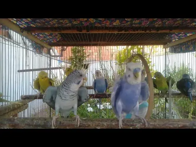 'Video thumbnail for セキセイインコと一緒にリラックス🌿｜音だけの癒し動画🎵'