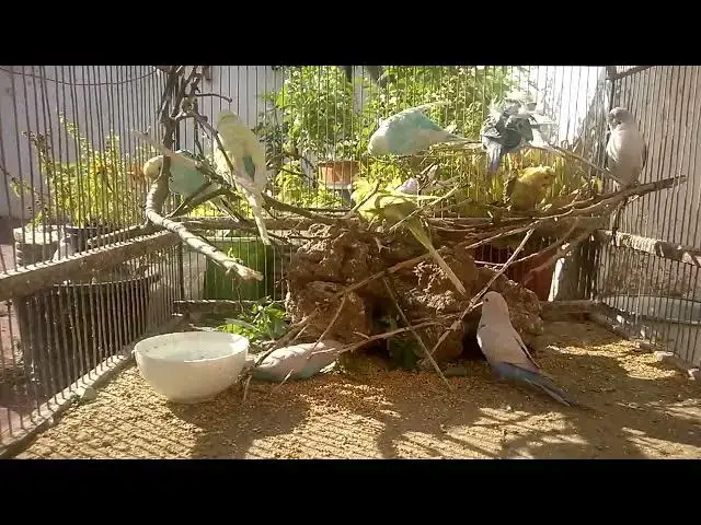 'Video thumbnail for 10 Secrets to a Happy Budgie Care Tips You Need to Know! 💚✨'