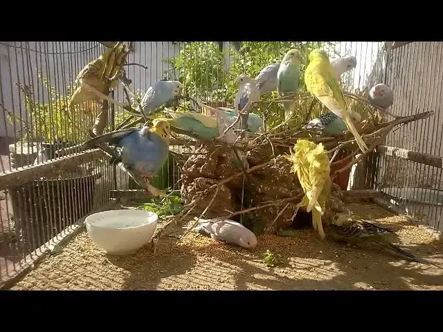'Video thumbnail for How to Make Your Budgie Feel Loved Care Tips That Work! 🥰💚'