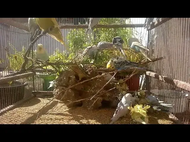 'Video thumbnail for Transform Your Budgie Secrets to Happiness & Taming! 💚✨ #Shorts'