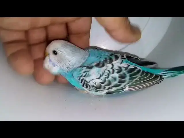 'Video thumbnail for Budgies in Full Color The Ultimate Parakeet Showcase! 🌈🥰 #FunnyVideo'
