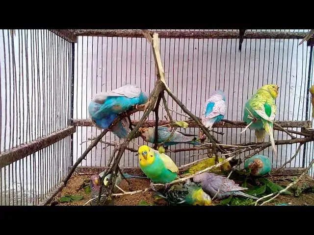 'Video thumbnail for Joyful Budgie Melodies The Sounds of Happiness! ✨ #BudgieLife'