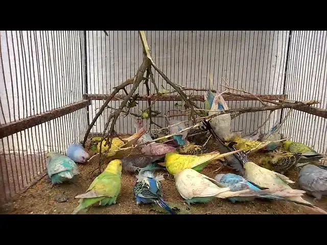 'Video thumbnail for Beautiful Budgie Songs Nature's Sweetest Symphony! 🎵💚💛'