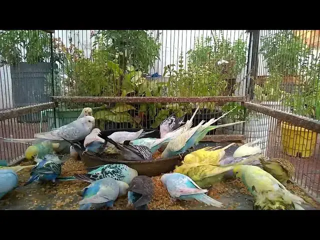 'Video thumbnail for Unveiling the Most Beautiful Budgie Colors! 🌈💛 #BeautifulMutations'