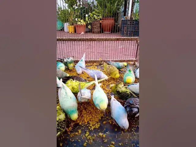 'Video thumbnail for Cutest Birds & Pets Ever!  U S #animals  #birds  #cute  #funny #viralshorts #usa  #love #funnyvideo'