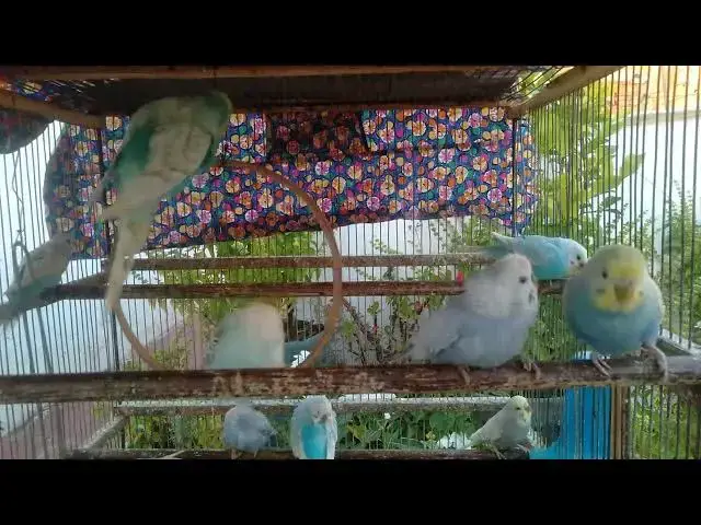 'Video thumbnail for Rainbow Parakeets in Action The Ultimate Showcase of Grace! ✨💚'