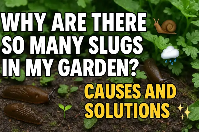 'Video thumbnail for Why Are There So Many Slugs in My Garden? 🐌🌧️ Causes and Solutions 🌱✨'