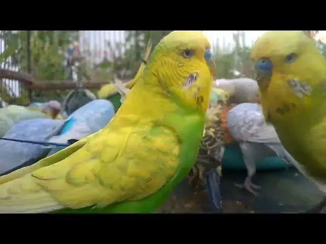 'Video thumbnail for The Cutest Budgie Videos Compilation! 🥰💛 #budgielife'