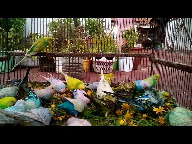 'Video thumbnail for Funny Budgie Sounds That Will Brighten Your Day! 😂💚'
