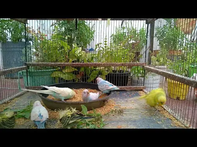 'Video thumbnail for Why Budgies Are the Most Fun Pets! 🦜💖 #BudgieLife #FunnyVideo'