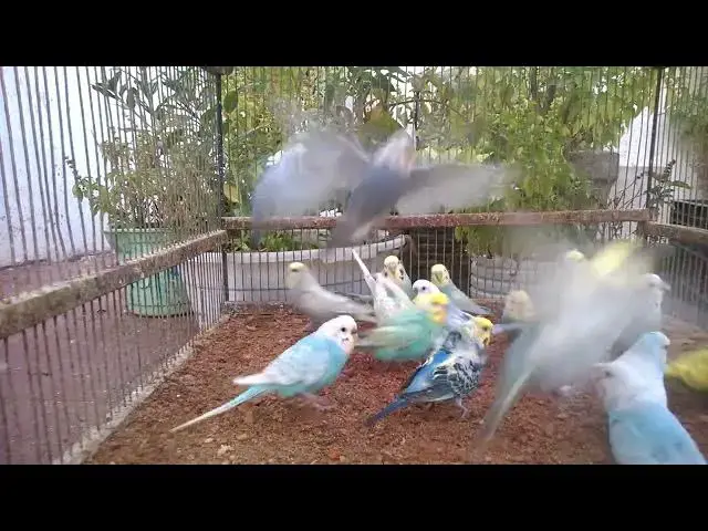 'Video thumbnail for That One Budgie Who’s Just… Too Extra 😆✨'