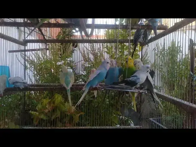 'Video thumbnail for セキセイインコのさえずり特集🐦｜心が落ち着く癒しの音🎶'