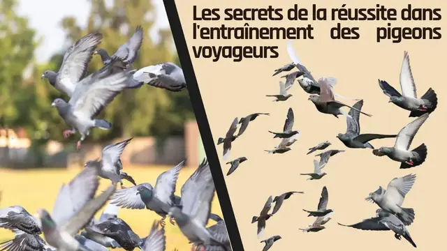 'Video thumbnail for Les secrets de la réussite dans l'entraînement des pigeons voyageurs'