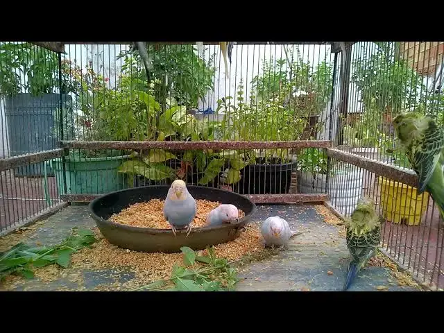 'Video thumbnail for Cuteness Overload Funny Budgie Videos You Can't Miss! 😂✨'