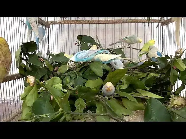 'Video thumbnail for How to Train a Scared Budgie'
