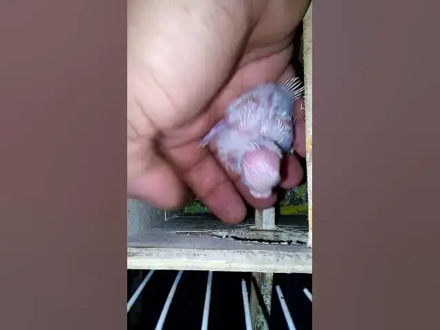 'Video thumbnail for TrumpAmazon bird usa is SO COOL#birds#parrot #birdslover #budgis #lovebirds #budgiegar #cute #health'