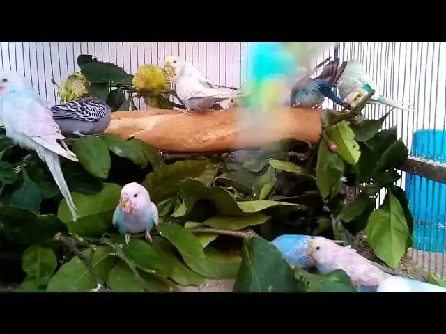 'Video thumbnail for How to Trim a Budgie’s Nails Safely'