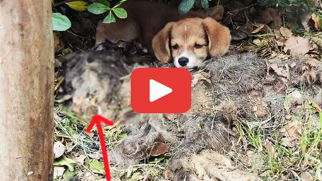 'Video thumbnail for A Lonely Puppy Clung to His Mother鈥擝ut She Was Long Gone'