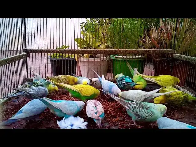'Video thumbnail for 📢 Breaking News New Budgie Mutations Discovered Worldwide! 🌐🦜'