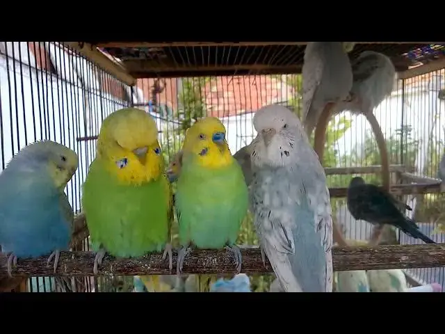 'Video thumbnail for 🐦 What Do Budgies Sound Like When They're Happy  Real Audio 💕'