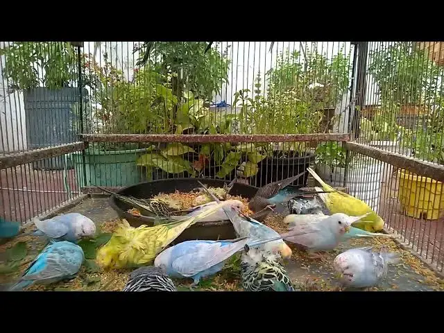 'Video thumbnail for Meet the Most Adorable Budgie Mutations! 🥰💚💛✨ #BudgieLife'