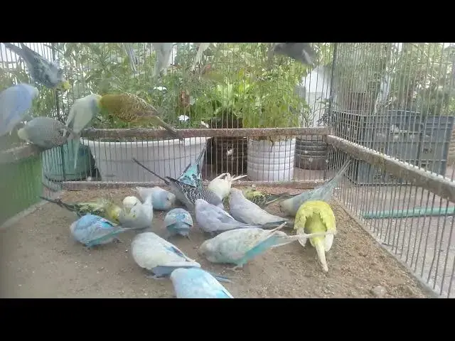 'Video thumbnail for The Most Relaxing Bird Scene You’ll Watch Today 💤'
