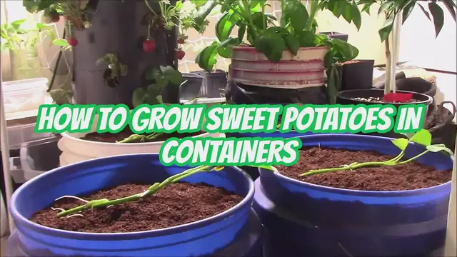 'Video thumbnail for How to Grow Sweet Potatoes in Containers'