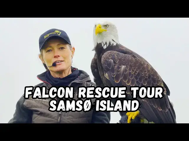 'Video thumbnail for Falcon Rescue Center Tour on Samsø Island is a MUST SEE'