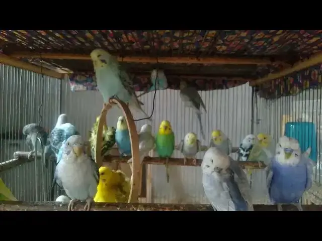 'Video thumbnail for Wild vs Pet Budgies – Can You Spot the Difference 🌿🏠'