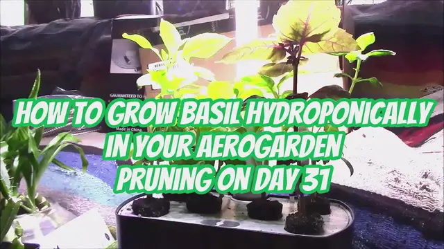 'Video thumbnail for How to Grow Basil Hydroponically in Your AeroGarden Pruning On Day 31'