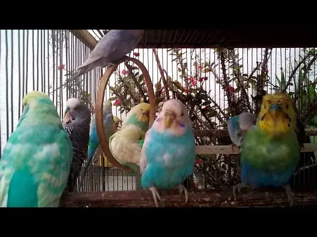 'Video thumbnail for Train Your Budgie Like a Pro Easy Tips for Beginners! 💛'