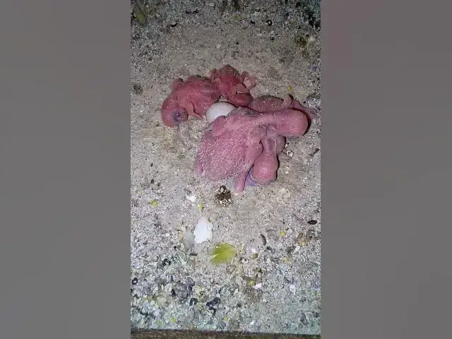 'Video thumbnail for TrumpAmazon bird usa is SO COOL#birds#parrot #birdslover #budgis #lovebirds #budgiegar #cute #health'