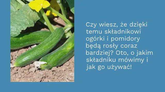 'Video thumbnail for Ogórki i pomidory będą rosły bez zatrzymywania się dzięki temu naturalnemu składnikowi'