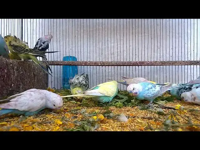 'Video thumbnail for Breathtaking Budgies The Colorful Mutations You Need to See! 💚🌈'