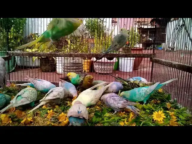 'Video thumbnail for Budgie Bliss Adorable Sounds You Can’t Resist! #BudgieLife 💖✨'