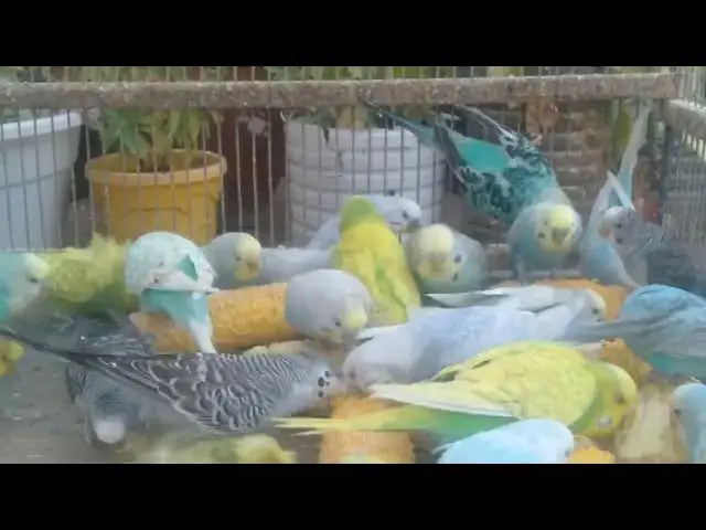 'Video thumbnail for Budgie Colors Like a Rainbow 🌈✨ A Visual Treat!#BirdColorMagic #BudgieArt #RainbowBirds'
