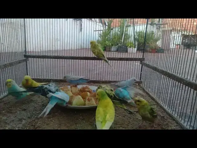 'Video thumbnail for 🔊 Budgies Talking & Singing – Can You Believe These Sounds 🤯🎤'