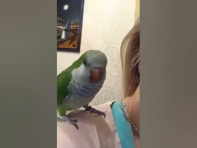 'Video thumbnail for Bird kissing Owner #shorts'