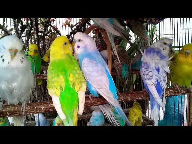 'Video thumbnail for 🛒 Best Cage for Singing Budgies – Review + Chirping Sound Test 🎧 #BirdCage #BirdCare'