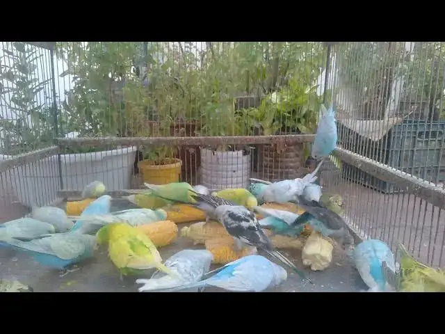 'Video thumbnail for 🏆 The Ultimate Budgie Fashion Show! Exotic Colors on Display'