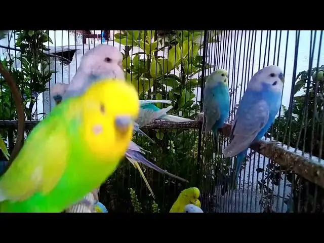 'Video thumbnail for Funny Budgie Moments Laughter & Love in Every Feather! ๐๐๐'