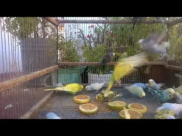 'Video thumbnail for Fun with Budgies Easy Tips for Taming Your Rainbow Parakeet! 💚'