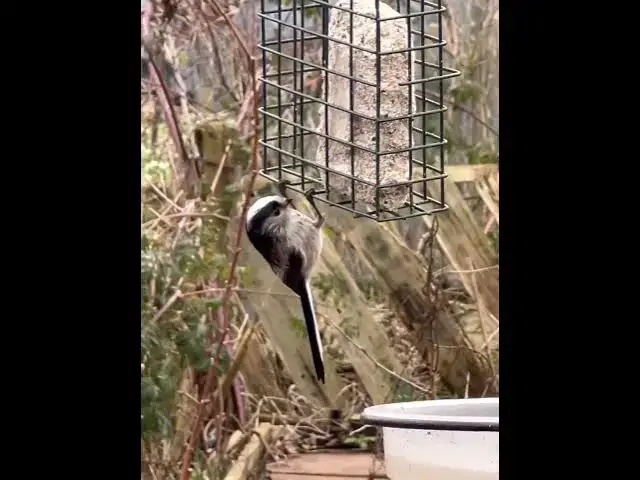 'Video thumbnail for Can you help identify these birds? #growyourown #allotmentgoals'