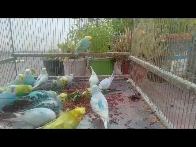 'Video thumbnail for 🌟 Rare Budgerigar Mutations You’ve NEVER Seen Before! 🦜✨'