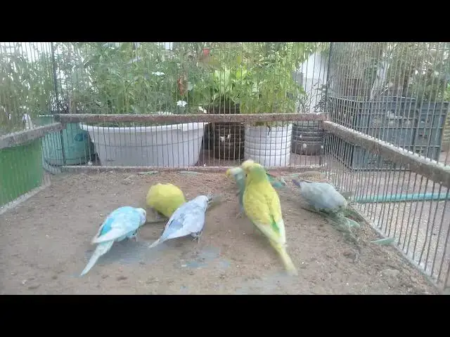 'Video thumbnail for Budgie Playground – One Minute of Pure Joy 🧸'