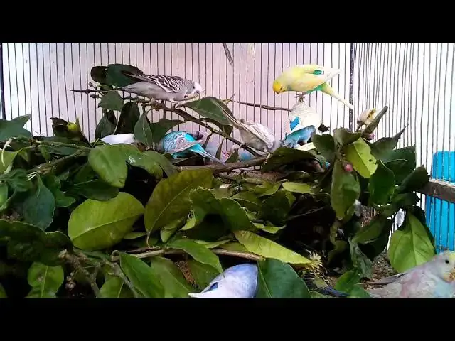 'Video thumbnail for Easy Tricks to Train Your Budgie'