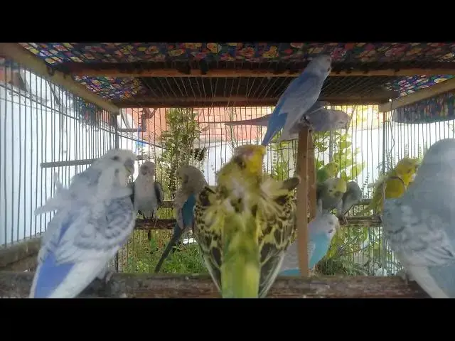 'Video thumbnail for セキセイインコの日常🐥｜静かな午後のさえずり🌤️'